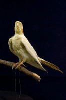 藏品(玄鳳鸚鵡)的圖片